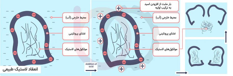 فرآیند انعقاد لاتکس جهت تولید لاستیک طبیعی