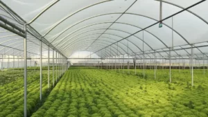 خط تولید نایلون گلخانه ای